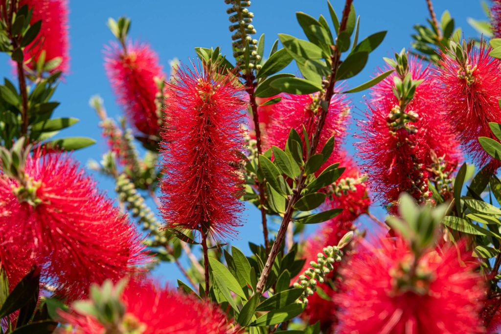Blumen im Gewächshaus Zylinderputzer Zylinderputzer