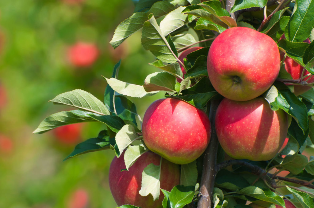 Erntezeiten im Gewächshaus apfel apfel