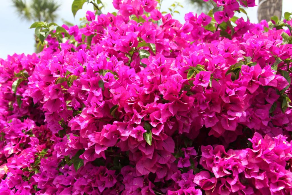 Blumen im Gewächshaus bougainvillea bougainvillea