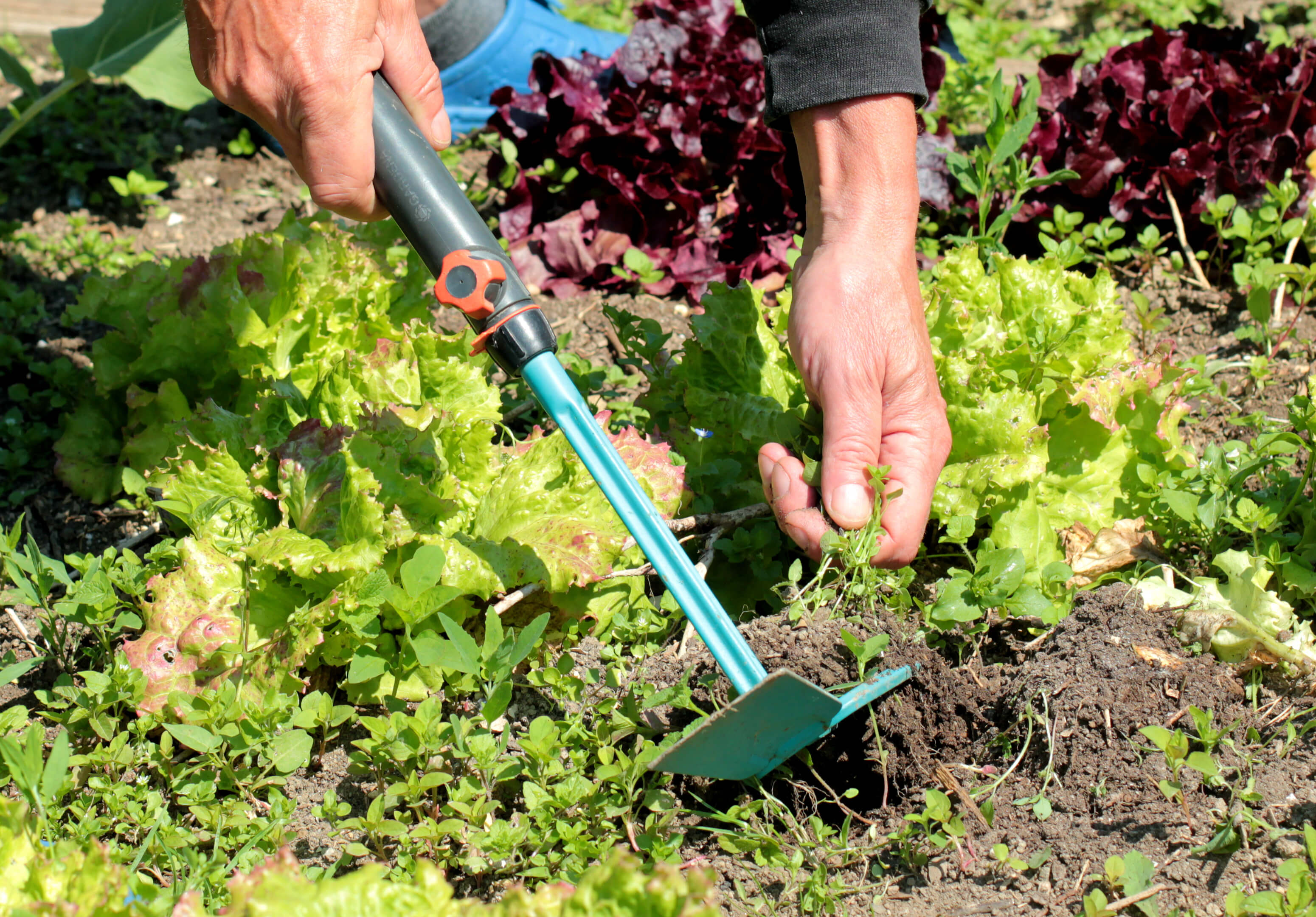 Unkraut im Gewächshaus gartenarbeit gartenarbeit