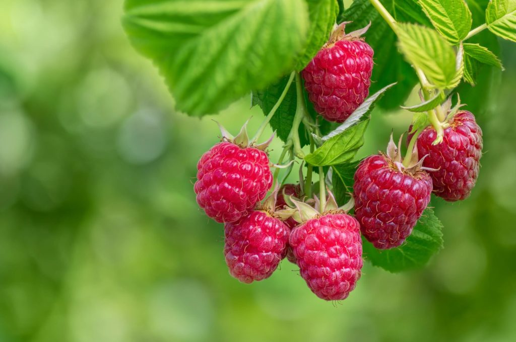 Erntezeiten im Gewächshaus himbeere himbeere