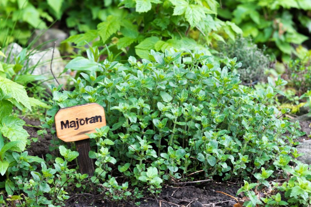 Erntezeiten im Gewächshaus majoran majoran