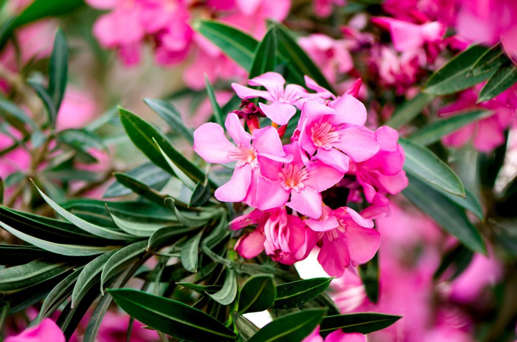 Blumen im Gewächshaus oleander oleander