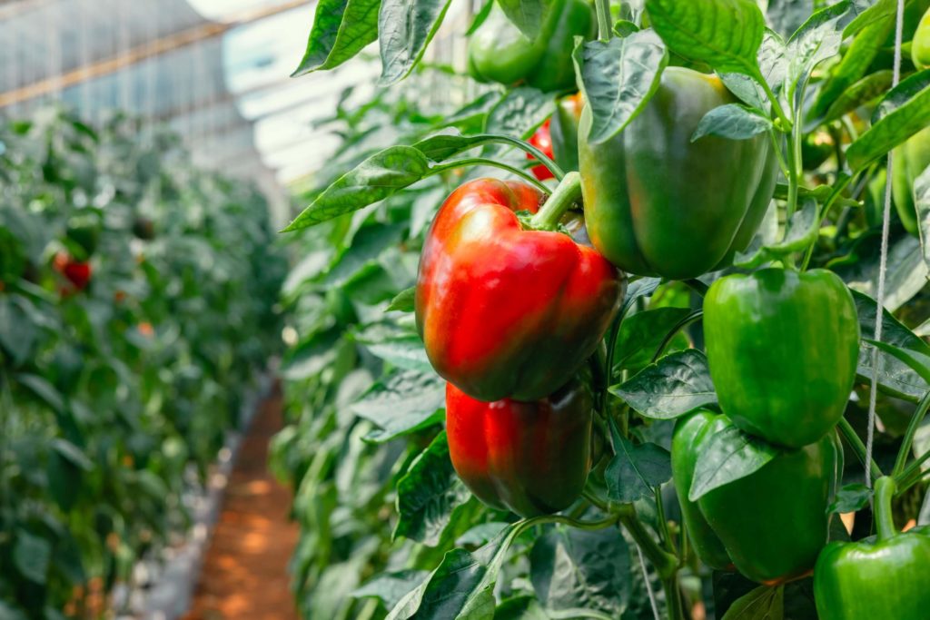 Erntezeiten im Gewächshaus paprika paprika