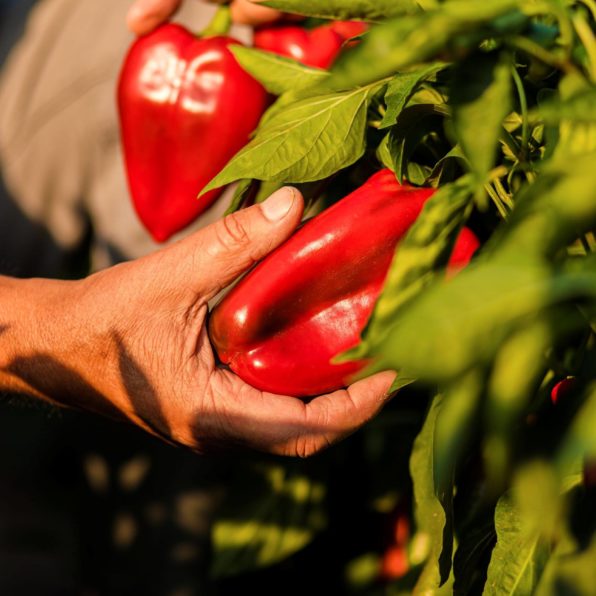 Paprika im Gewächshaus anbauen paprika anbauen Paprika im Gewächshaus anbauen