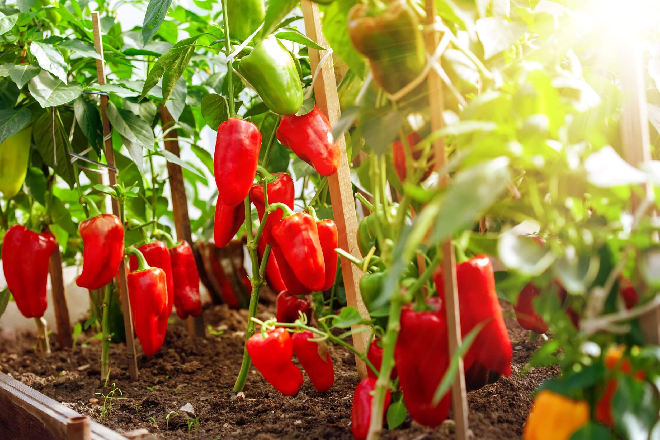 paprika im beet