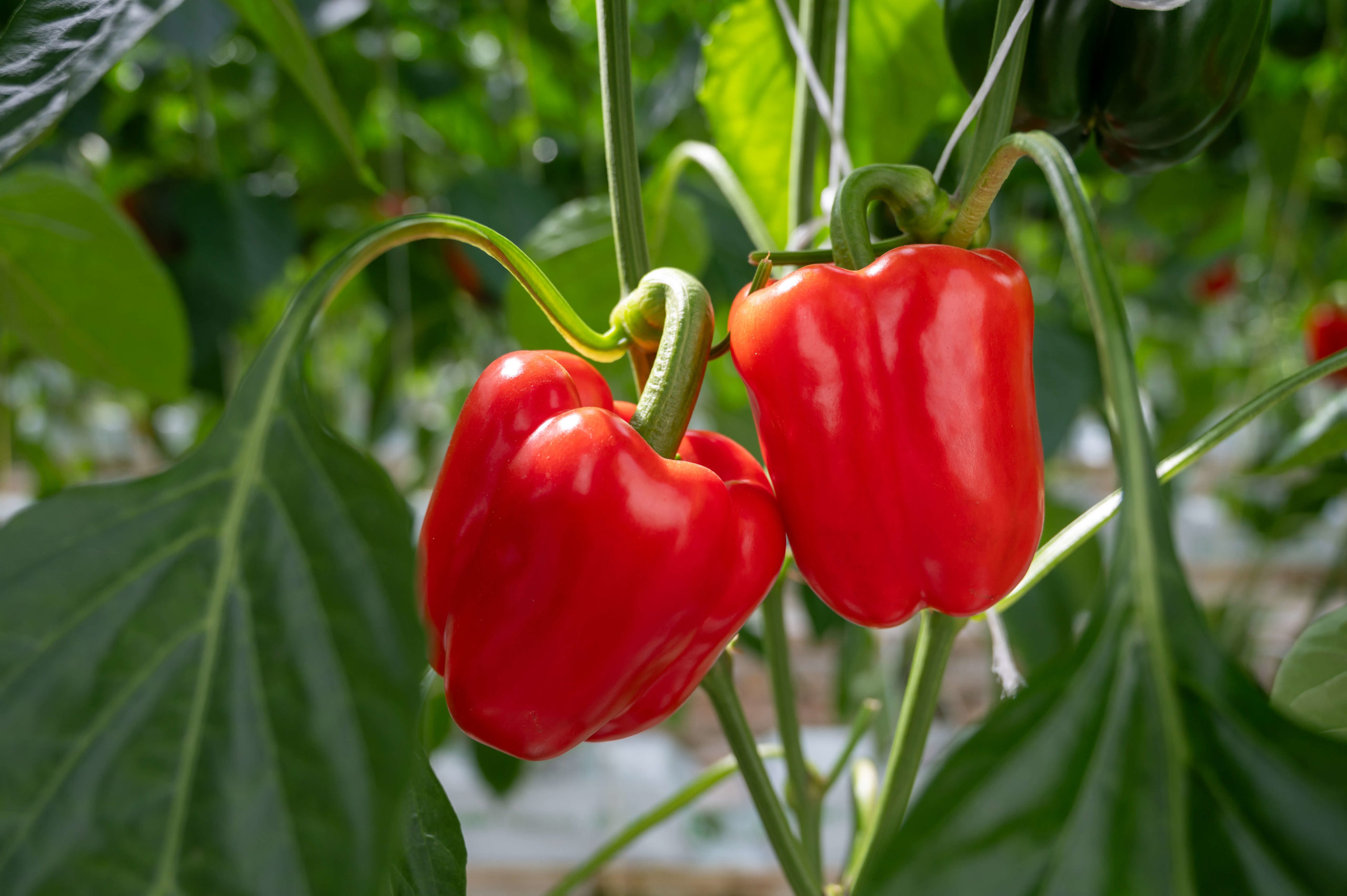 paprika pflanze scaled