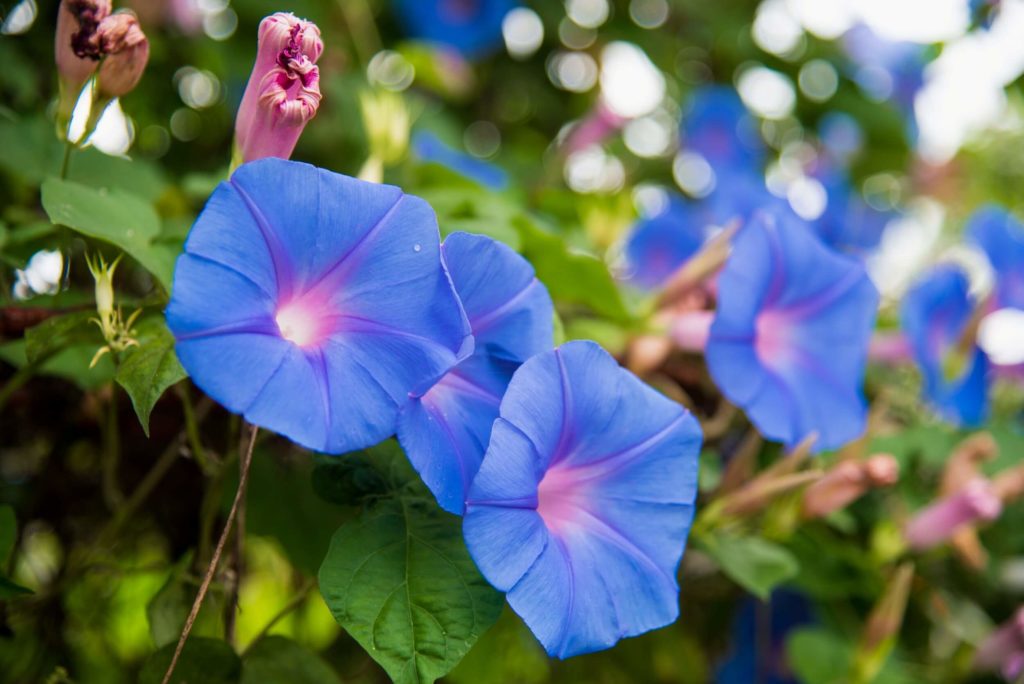 Blumen im Gewächshaus prunkwinde prunkwinde