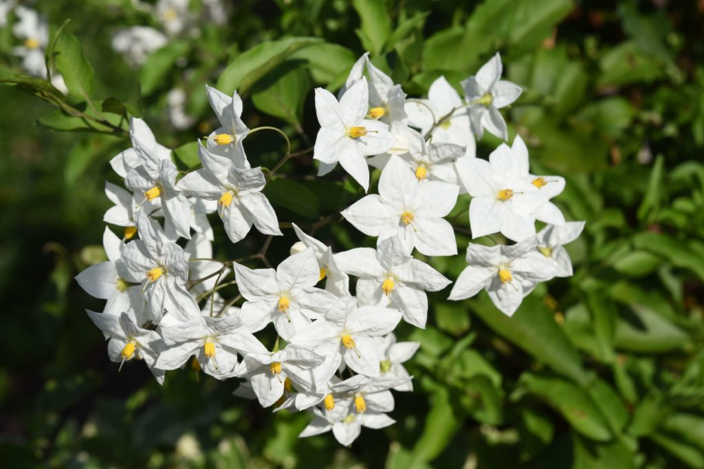 Blumen im Gewächshaus sommerjasmin sommerjasmin