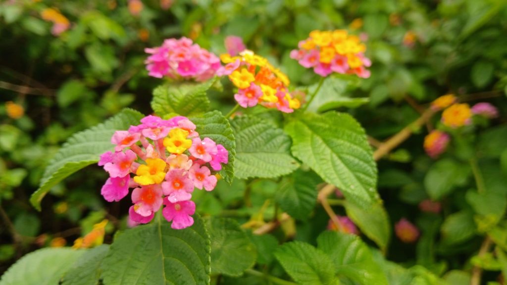 Blumen im Gewächshaus wandelroeschen 1 1 wandelroeschen 1 1