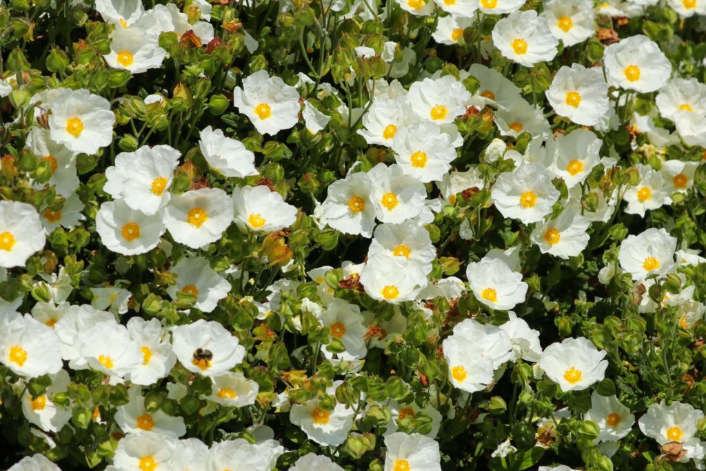 Blumen im Gewächshaus zistrose zistrose