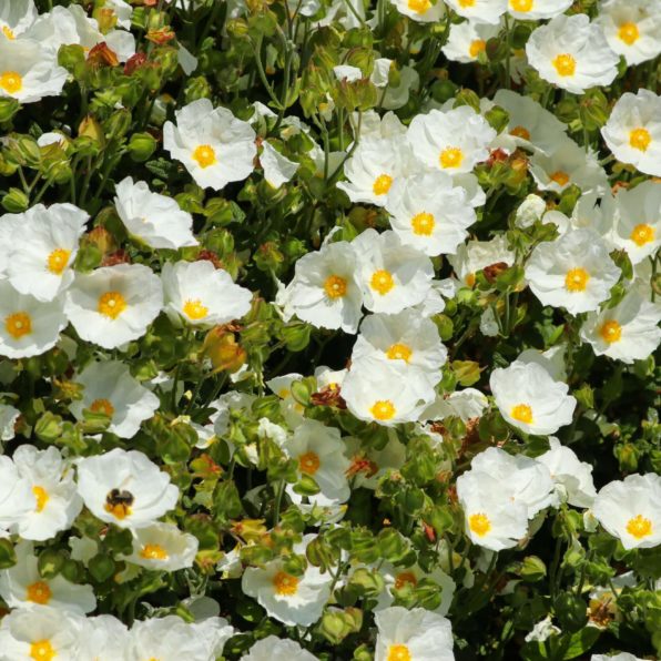 Blumen im Gewächshaus zistrose Blumen im Gewächshaus