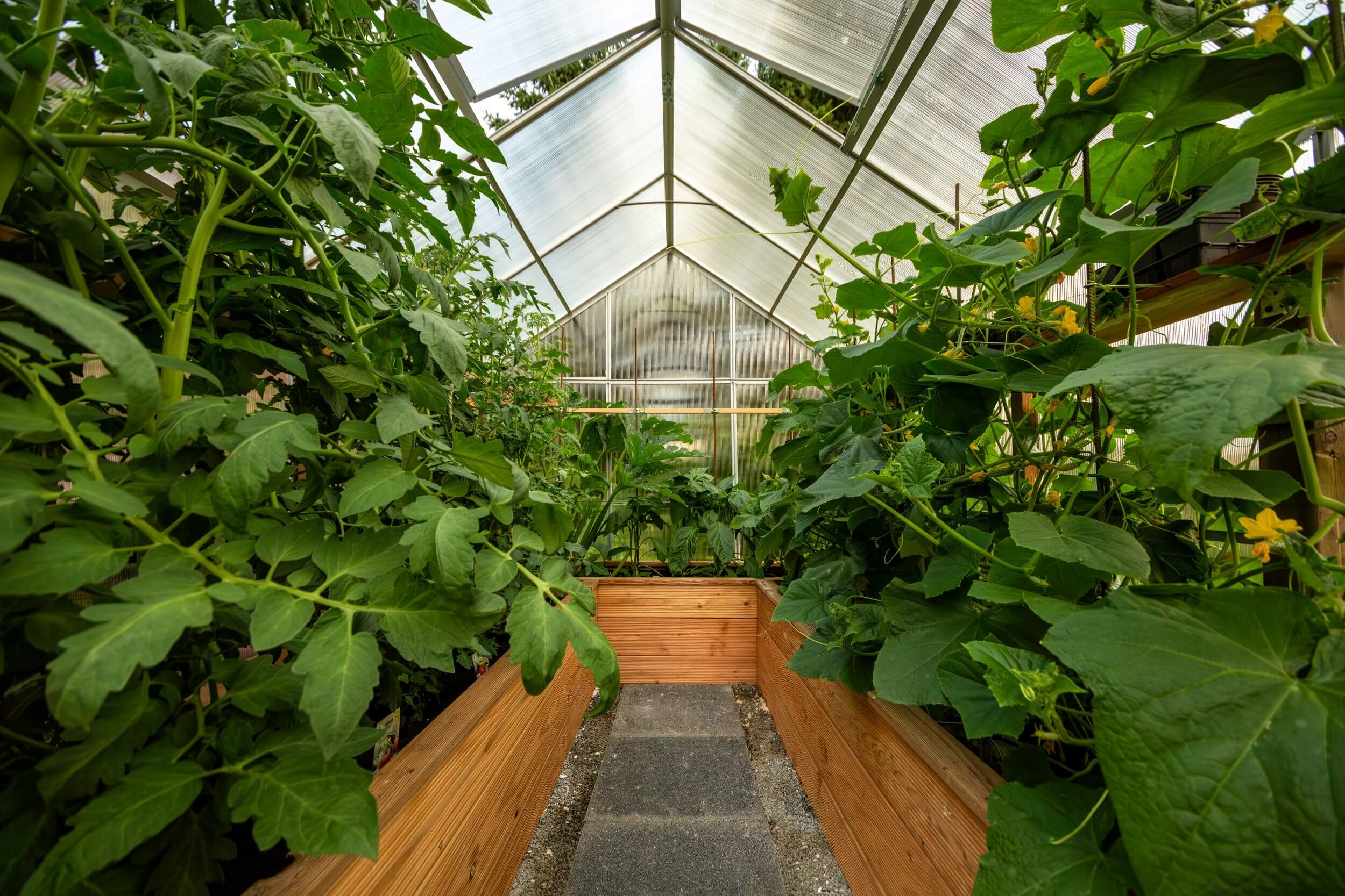 Blick in das Innere eines kleinen Gewaechshauses in einem Garten