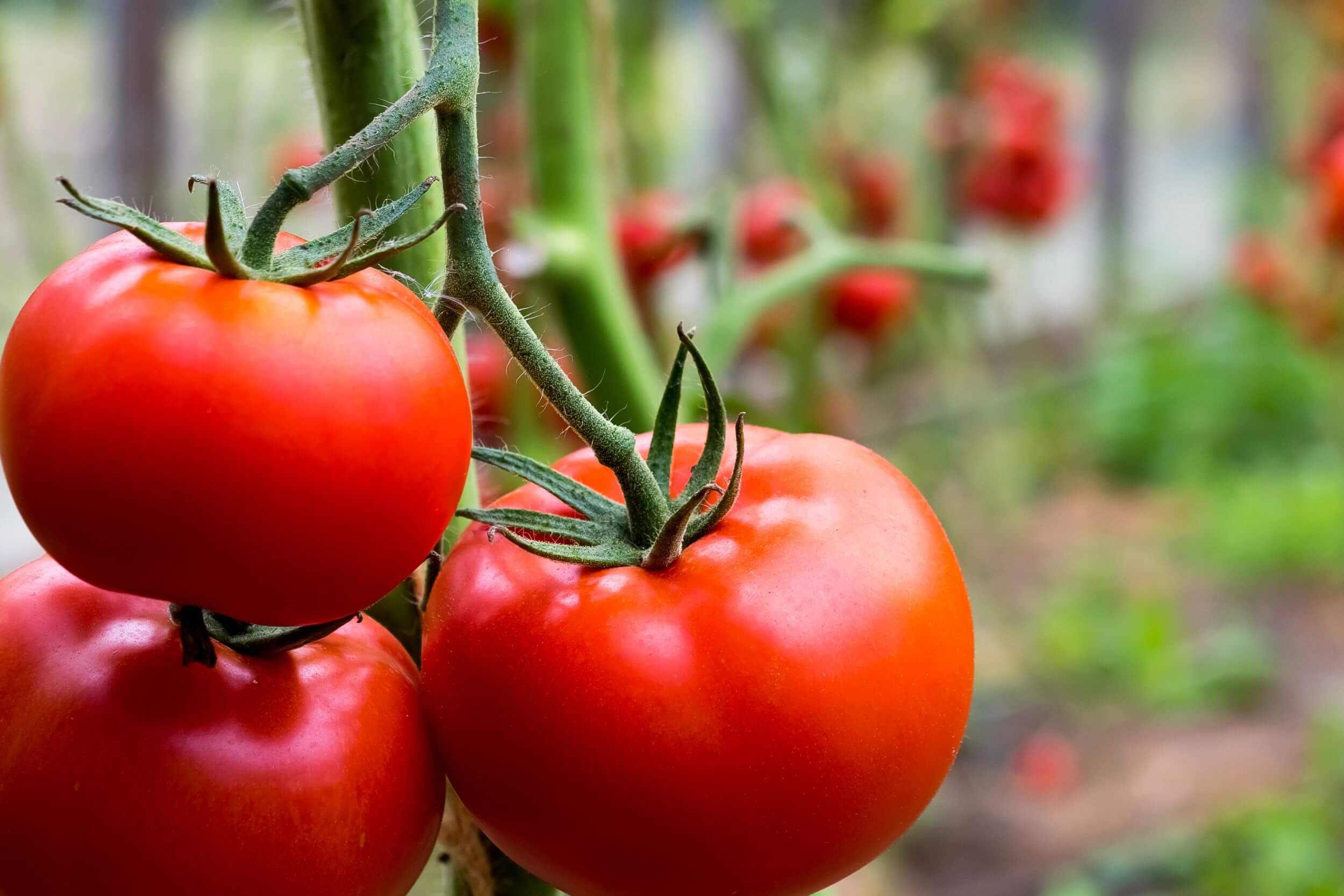 Reife rote Tomaten haengen an einem Zweig in einem Gewaechshaus