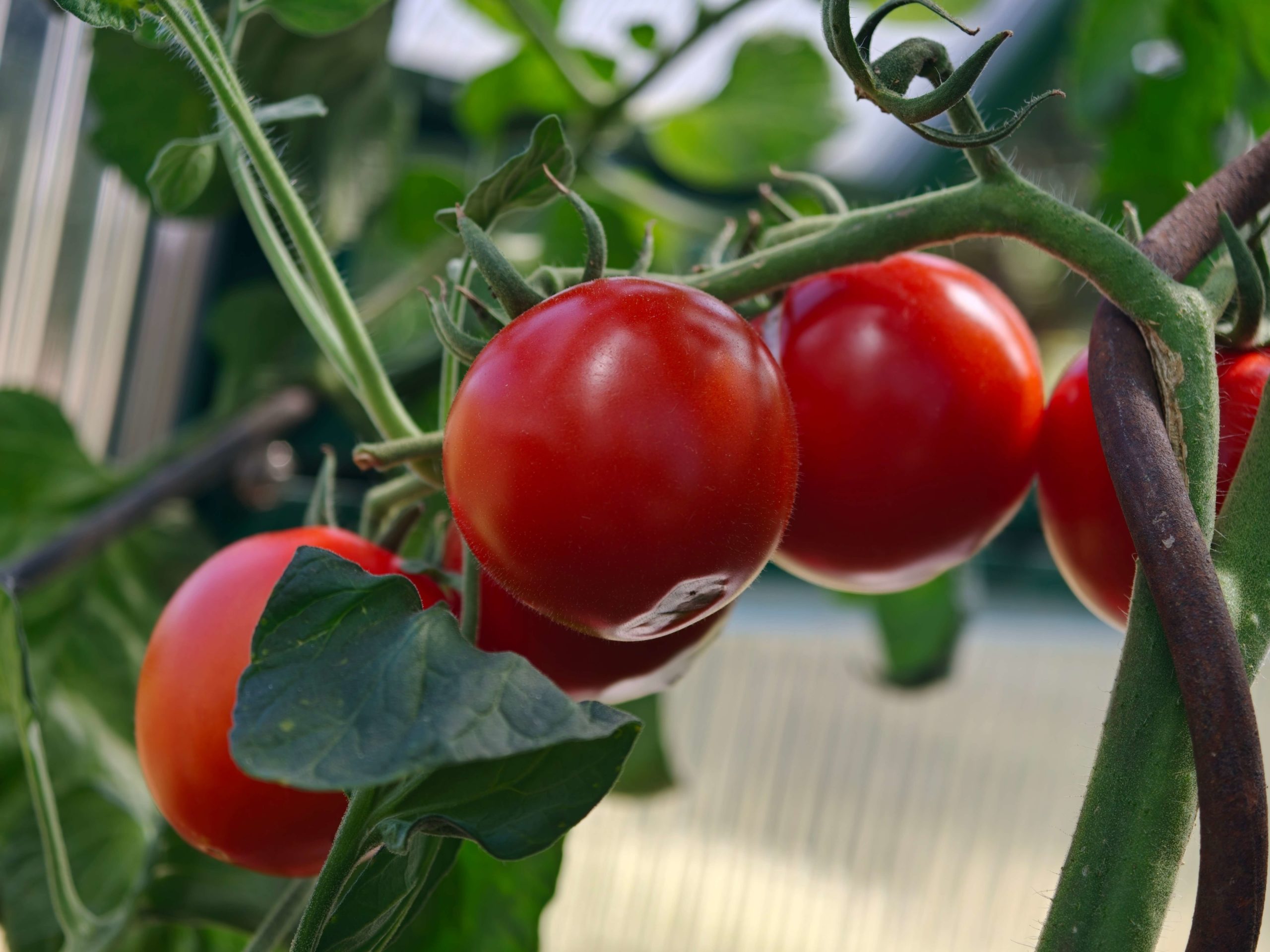 Tomaten im Gewaechshaus an der Tomatenpflanze scaled