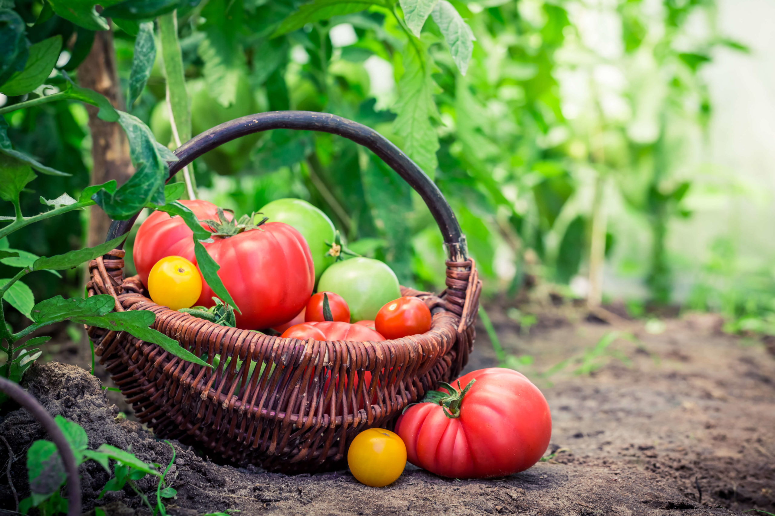 Verschiedene Tomaten im Gewaechshaus scaled