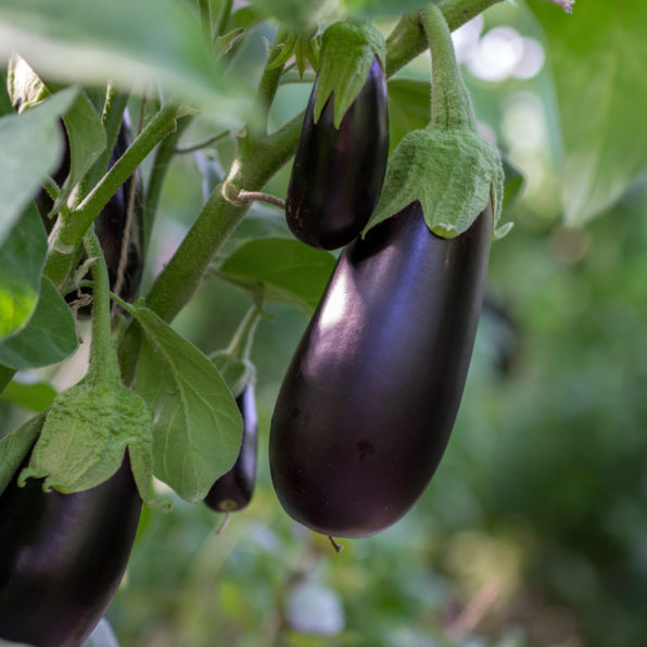 Aubergine im Gewächshaus anbauen