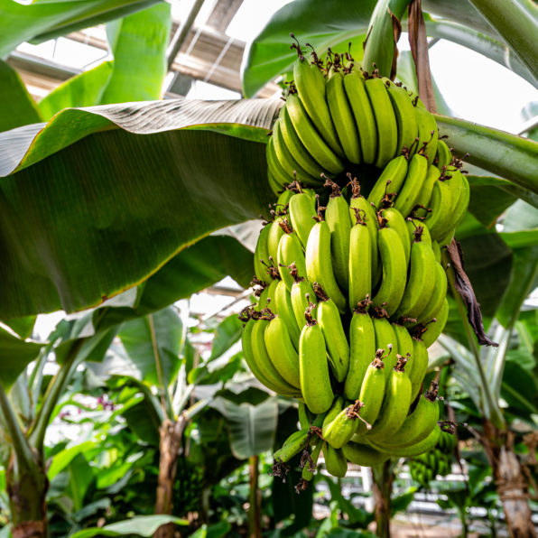 Bananen im Gewächshaus anbauen
